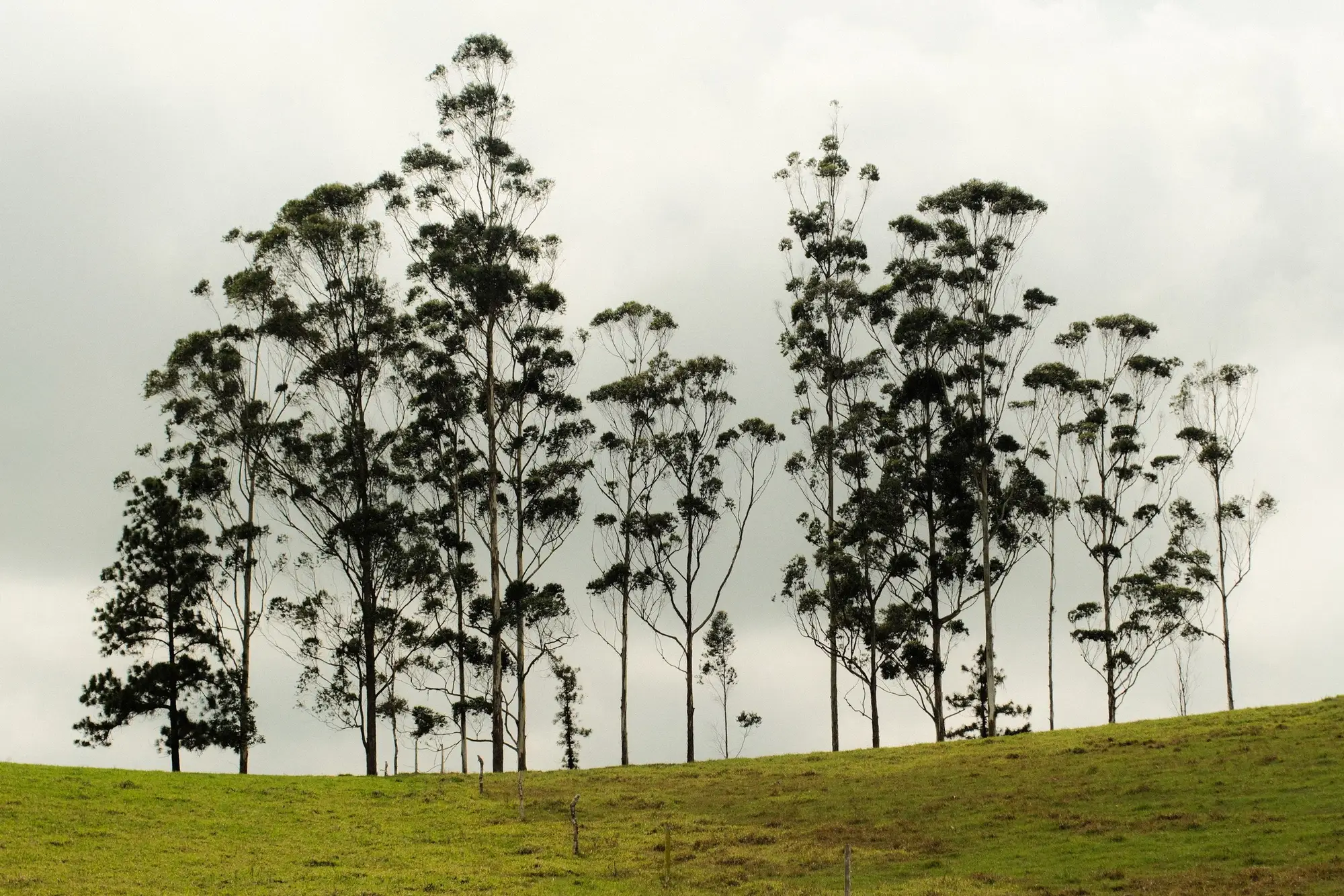 A line of tall trees of uneven height on a grazed hillside under cloud